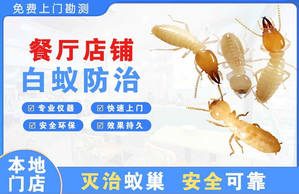凯里餐厅店铺白蚁防治
